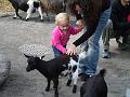 Kinderzoo Rappi, bei den Geisli_1